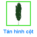 Tán hình cột