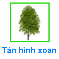 Tán hình xoan