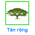 Tán rộng