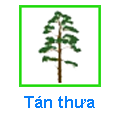 Tán thưa