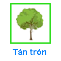 Tán tròn